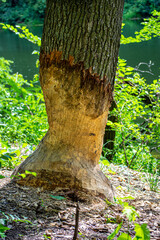 Oak tree gnawed by beaver in forest