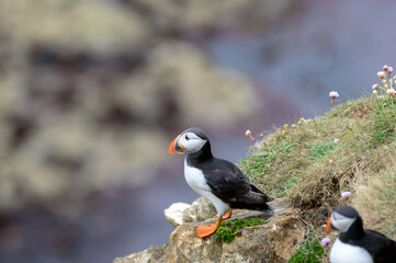Puffins perched on a grassy cliff at Bempton Cliffs, Bridlington, East Yorkshire