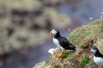 Puffins perched on a grassy cliff at Bempton Cliffs, Bridlington, East Yorkshire