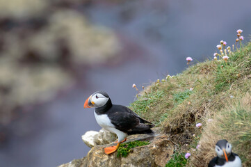 Puffins perched on a grassy cliff at Bempton Cliffs, Bridlington, East Yorkshire