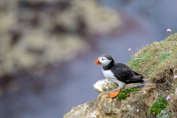 Puffins perched on a grassy cliff at Bempton Cliffs, Bridlington, East Yorkshire
