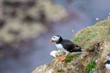 Puffins perched on a grassy cliff at Bempton Cliffs, Bridlington, East Yorkshire