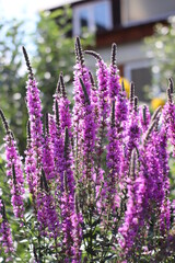 Fototapeta premium lavender in provence