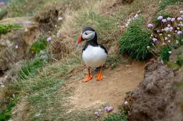 Puffins perched on a grassy cliff at Bempton Cliffs, Bridlington, East Yorkshire