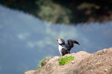 Puffins perched on a grassy cliff at Bempton Cliffs, Bridlington, East Yorkshire