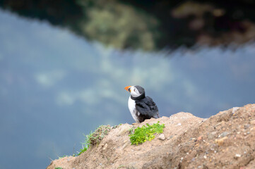 Puffins perched on a grassy cliff at Bempton Cliffs, Bridlington, East Yorkshire