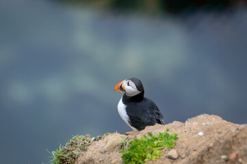 Puffins perched on a grassy cliff at Bempton Cliffs, Bridlington, East Yorkshire