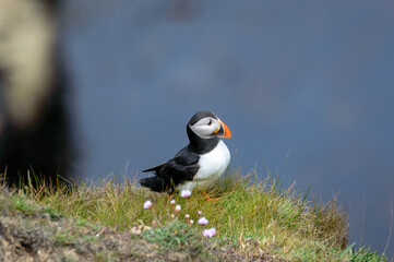 Puffins perched on a grassy cliff at Bempton Cliffs, Bridlington, East Yorkshire