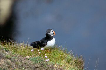Puffins perched on a grassy cliff at Bempton Cliffs, Bridlington, East Yorkshire