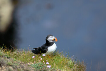Puffins perched on a grassy cliff at Bempton Cliffs, Bridlington, East Yorkshire