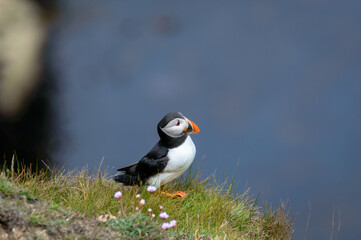 Puffins perched on a grassy cliff at Bempton Cliffs, Bridlington, East Yorkshire