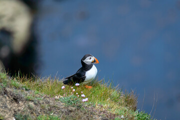 Puffins perched on a grassy cliff at Bempton Cliffs, Bridlington, East Yorkshire