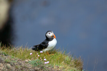 Puffins perched on a grassy cliff at Bempton Cliffs, Bridlington, East Yorkshire