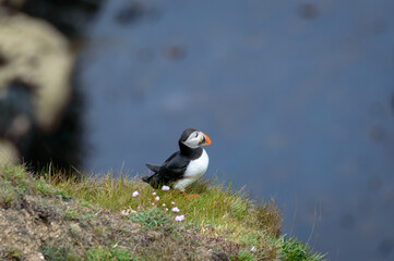 Puffins perched on a grassy cliff at Bempton Cliffs, Bridlington, East Yorkshire