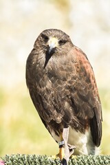 Harris's hawk in cautivity.