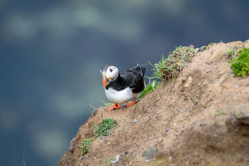 Puffins perched on a grassy cliff at Bempton Cliffs, Bridlington, East Yorkshire
