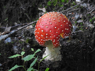 Muchomor czerwony - grzyby i lasy, grożny i ładny, tło