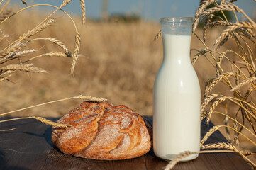 A loaf of fresh wheat bread and a bottle of milk on a brown wooden table framed by ripe wheat ears against a wheat field on a sunny day. Lunch during the harvest.