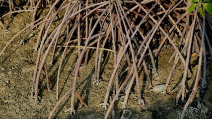 Mangrove root texture,, Roots grow above the surface of the soil, sticking out from the trunk of the tree and the lowest branches and extending outward and towards the ground surface