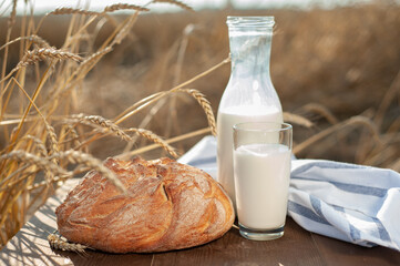 A loaf of fresh wheat bread and a bottle of milk on a brown wooden table framed by ripe wheat ears against a wheat field on a sunny day. Lunch during the harvest.