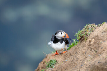 Puffins perched on a grassy cliff at Bempton Cliffs, Bridlington, East Yorkshire