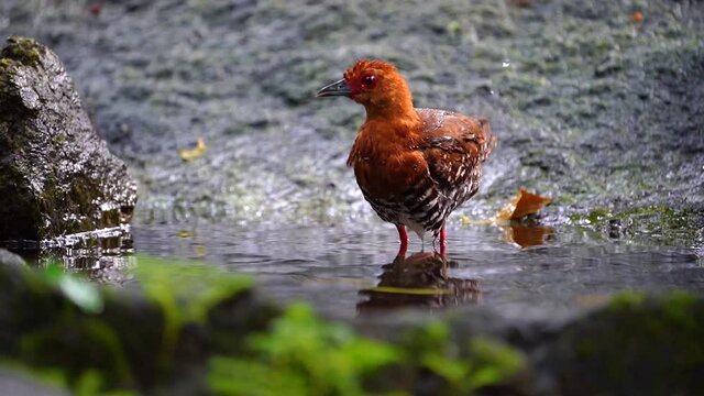 Red-legged Crake in the pond. 