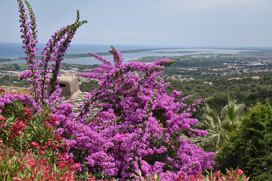 Bougainvill&eacute;e en fleurs &agrave; Furiani, Corse