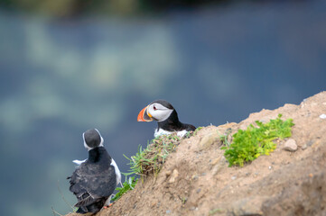 Puffins perched on a grassy cliff at Bempton Cliffs, Bridlington, East Yorkshire