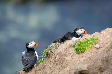 Puffins perched on a grassy cliff at Bempton Cliffs, Bridlington, East Yorkshire