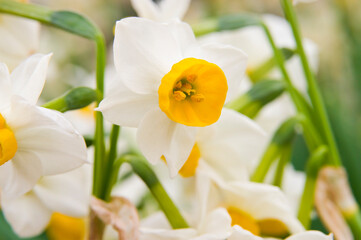 Scientific name is Narcissus tazetta var. chinensis.　