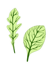 Arugula rucola (rocket salad) and spinach. Green leaves isolated on white background. Vector illustration. Fresh herbs. Vegetarian Ingredient. Organic food. Logo, packaging, print, market store