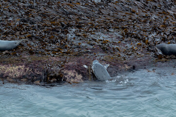 Seals basking in the seaweed and sun at Bempton Cliffs, Bridlington, East Yorkshire