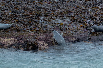Seals basking in the seaweed and sun at Bempton Cliffs, Bridlington, East Yorkshire