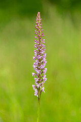 Gymnadenia conopsea, commonly known as the fragrant orchid or chalk fragrant orchid, is a herbaceous plant of the family Orchidaceae. Gymnadenia conopsea, Fragrant Orchid. Wild plant shot in summer.