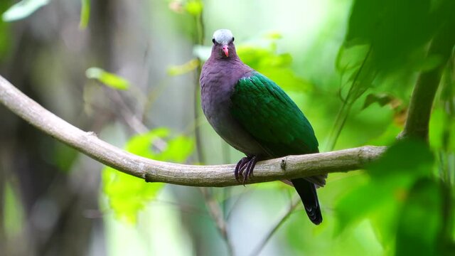Emerald Dove(Green-winged Pigeon) Bird perching branch. Scientific Name : Chalcophaps indica