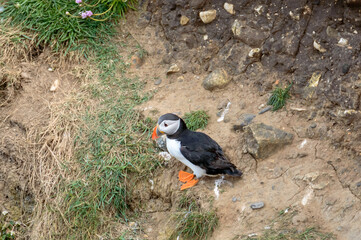 Puffins perched on a rock resting at Bempton Cliffs, Bridlington, East Yorkshire