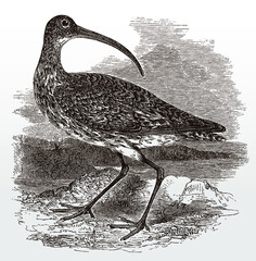 Eurasian common curlew, numenius arquata in side view looking backwards, after an antique illustration from the 19th century - obrazy, fototapety, plakaty