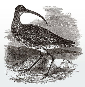 Eurasian common curlew, numenius arquata in side view looking backwards, after an antique illustration from the 19th century