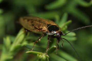 green bug on a leaf