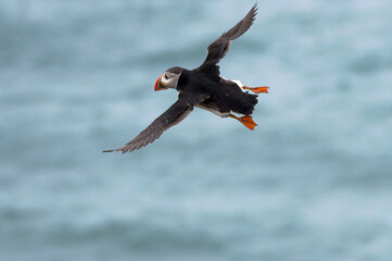 A puffin midflight over Bempton Cliffs, Bridlington, East Yorkshire.