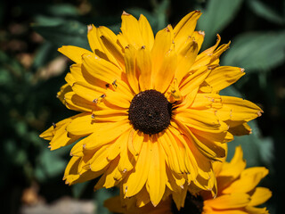 black-eyed Susan flower in summer garden