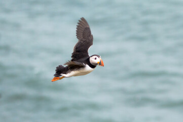 A puffin midflight over Bempton Cliffs, Bridlington, East Yorkshire.
