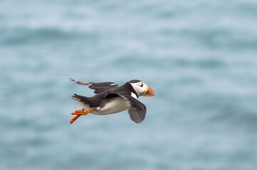 A puffin midflight over Bempton Cliffs, Bridlington, East Yorkshire.