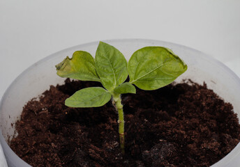 Decorative sunflower seedling. Young plant in a pot.