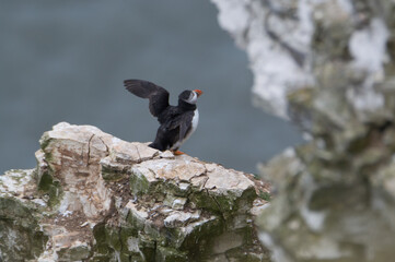 Puffins perched on a rock resting at Bempton Cliffs, Bridlington, East Yorkshire