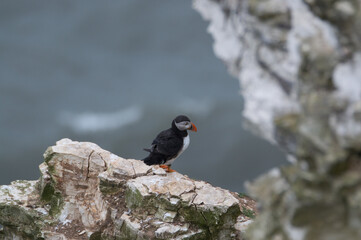 Puffins perched on a rock resting at Bempton Cliffs, Bridlington, East Yorkshire