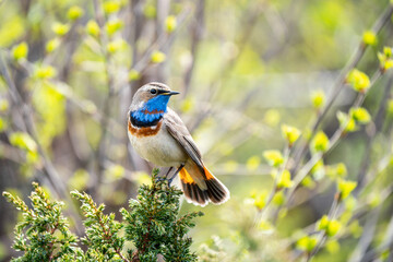Closeup bird portrait of Blue throat, Luscinia svecica outdoors in the mountains during spring. Blue throat sitting on top of a branch with green soft background.