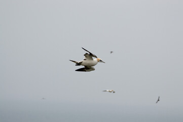 A Gannet flying over Bempton Cliffs, Bridlington, East Yorkshire