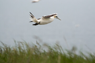 A Gannet flying over Bempton Cliffs, Bridlington, East Yorkshire