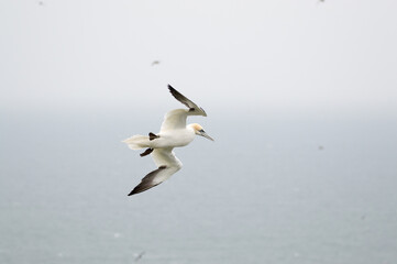 A Gannet flying over Bempton Cliffs, Bridlington, East Yorkshire